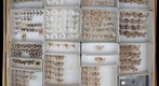 Geometridae 1