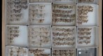 Geometridae 3