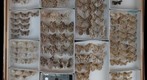 Geometridae 4