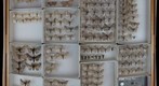 Geometridae 5