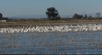 Snow Geese in Rice Fields