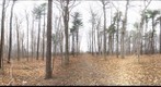 Dairy Bush GigaPan - 65 - Nov 26 2010