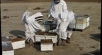 California Honey Bee Sampling 2010 Gigapan #5
