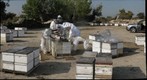 California Honey Bee Sampling 2010 Gigapan #7