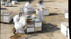 California Honey Bee Sampling 2010 Gigapan #8