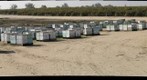 California Honey Bee Sampling 2010 Gigapan #10