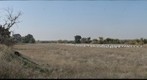 California Honey Bee Sampling 2010 Gigapan #11