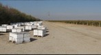California Honey Bee Sampling 2010 Gigapan #12