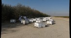California Honey Bee Sampling 2010 Gigapan #13