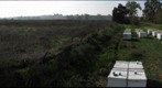 California Honey Bee Sampling 2010 Gigapan #19