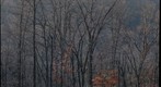 winter trees