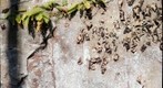 Umbilicaria lichen and ferns on sandstone rock
