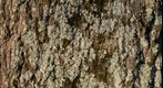 lichen on pin oak