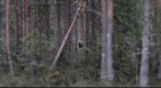 Moose in Finland Forest