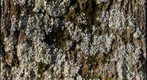 lichen on pin oak II