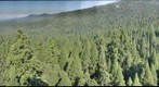 Giant sequoia canopy view 1