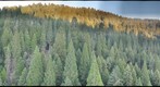 Giant sequoia canopy view 2