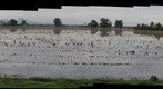 Ibis in a flooded rice field - District 10, Yuba County, California
