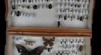 NCSU ENT 502 (Insect Systematics) Collection - Sam 2
