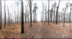 Dairy Bush GigaPan - 66 - Dec 01 2010 