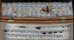 NCSU ENT 502 (Insect Systematics) Collection - Jimmy 1