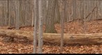 Fallen Trees