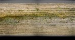 Orbilia septispora (left eye)