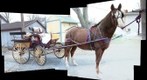 Dixie/Dale Party Horse and Buggie