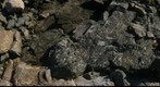 Pillow Basalt in Composite Dike, Marshall Point, Maine (East)