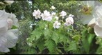 Flores de plantas nativas