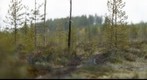 Bear in Finland Forest