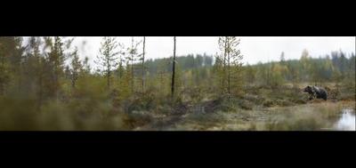 66533-400x189