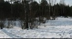 Sosnoviy park