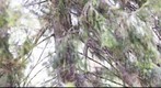 Owl in Finland Forest