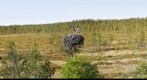 Osprey Landing In Nest - Finland