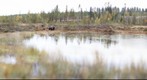 Bear in Finland Forest, 