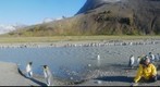 King Penguins and a visitor at St. Andrews Bay