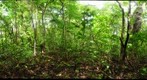 101124 - Area de Conservacion de Guanacaste (ACG), Costa Rica, Volcan Rincon de la Vieja, Estacion Pailas 1000m