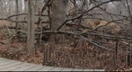 Stream Tree- Left
