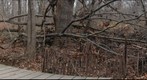 Stream Tree- R