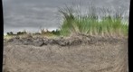 Wheat / Wheatgrass Root Pit