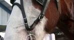 Horse Head