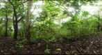 101129 - Area de Conservacion de Guanacaste (ACG), Costa Rica, Volcan Cacao, Estacion Cacao, 618 m 