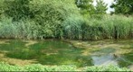 Spot the Ducks