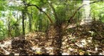 101204 - Area de Conservacion de Guanacaste (ACG), Costa Rica, Volcan Orosi, Estacion Maritza, 1130 m