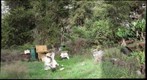 Apiary in Kula Hawaii