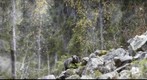 Bear near pond