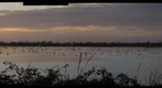 Swans, Geese, Rice Fields, and the Sutter Buttes at Sunset.  Ramirez Road, Yuba County, Calfornia