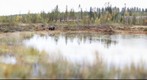 Bear near pond in Finland