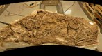 Fossil-rich block from Ghost Ranch, New Mexico